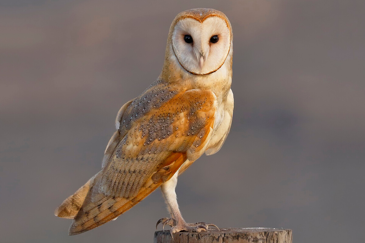 chim lon vao nha la diem gi vi sao nhieu nguoi kieng so vao nha 1