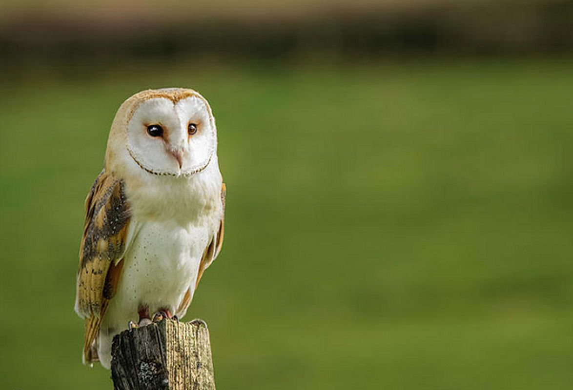 chim lon vao nha la diem gi vi sao nhieu nguoi kieng so vao nha 2