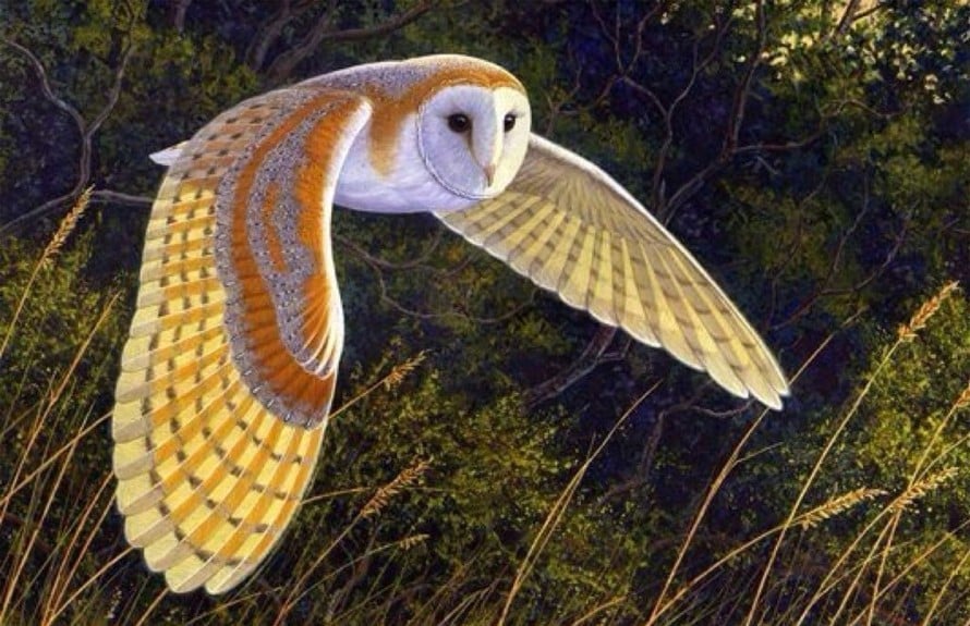 chim lon vao nha la diem gi vi sao nhieu nguoi kieng so vao nha 4