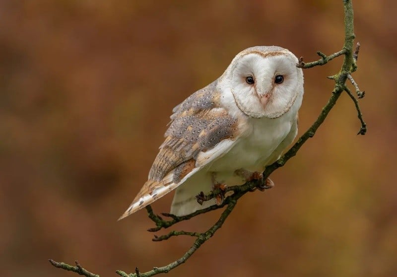 chim lon vao nha la diem gi vi sao nhieu nguoi kieng so vao nha 5