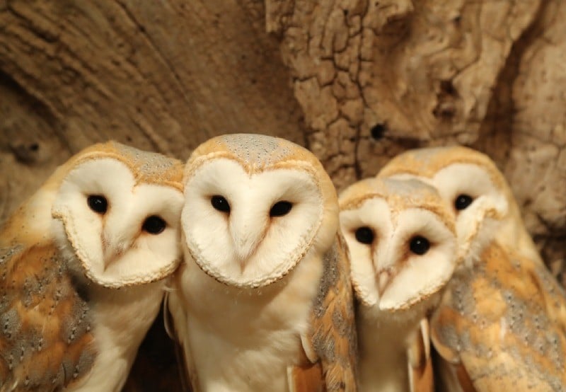 chim lon vao nha la diem gi vi sao nhieu nguoi kieng so vao nha 7