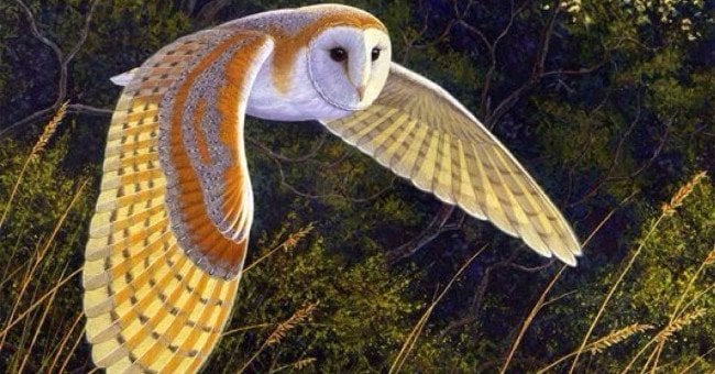 Chim lợn: Giải mã tiếng kêu báo hiệu sự chết chóc theo góc nhìn Phật tử 3