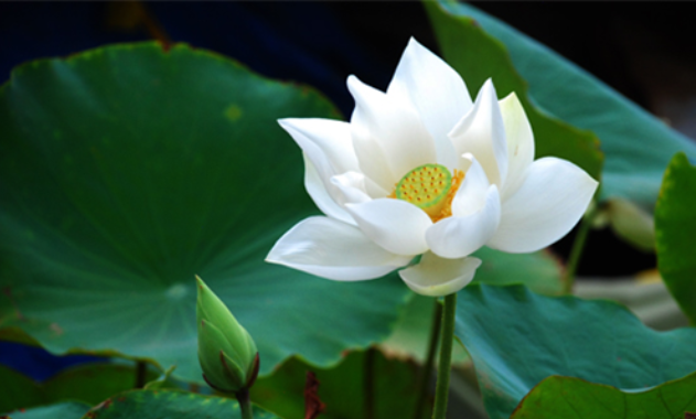 Chữ 'hòa' của đạo Phật 3