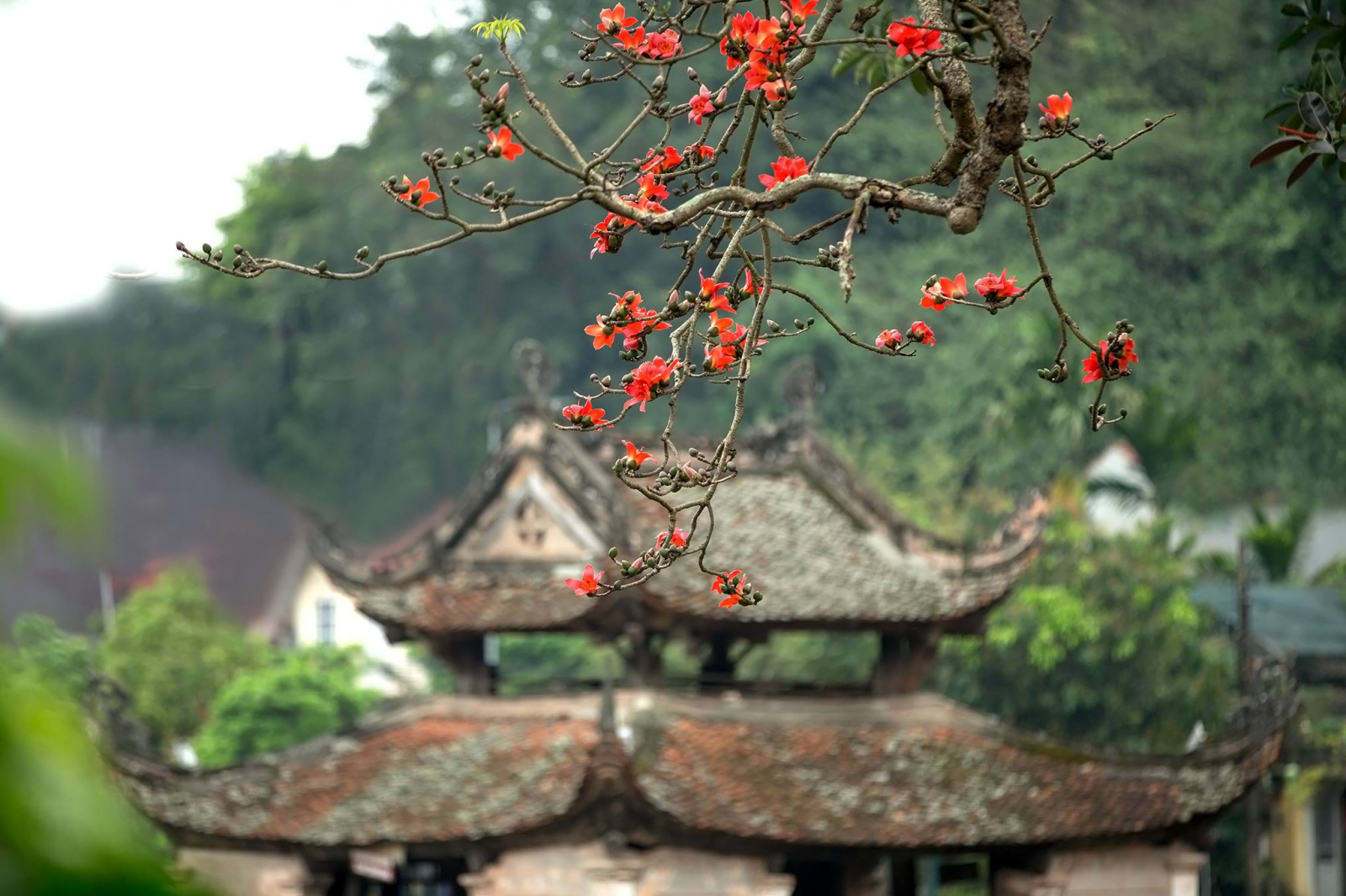 Khung cảnh thanh tịnh của chùa Thầy 4