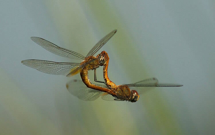 chuon chuon bay vao nha 1712143799