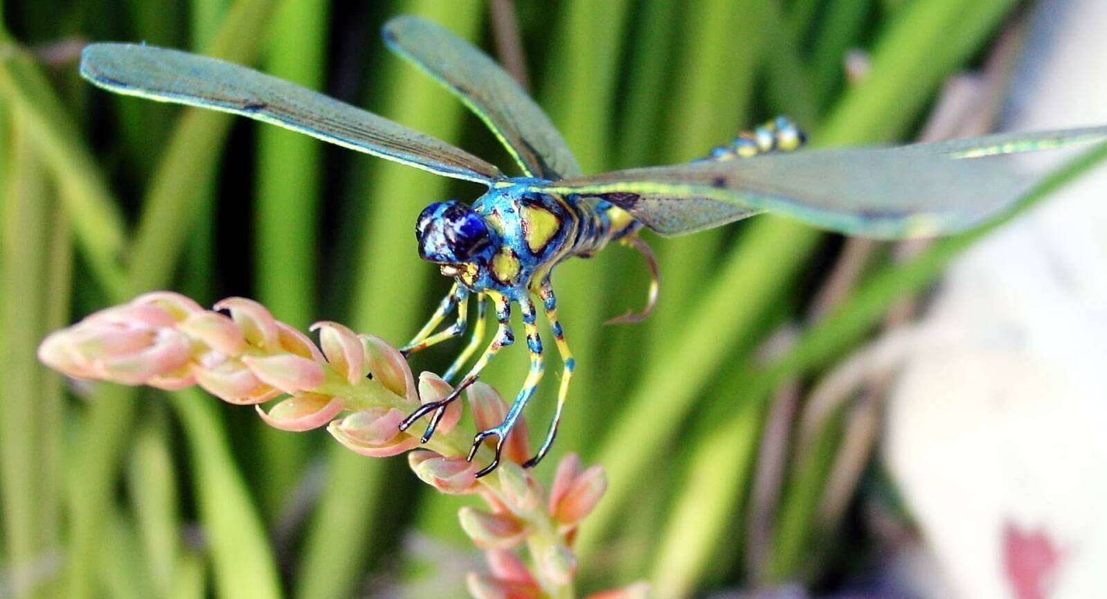 chuon chuon bay vao nha 4 1695711333