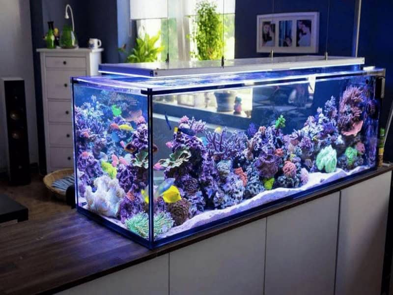 co-nen-dat-be-ca-ho-nuoc-trong-nha-cua-nguoi-menh-hoa co nen dat be ca ho nuoc trong nha cua nguoi menh hoa