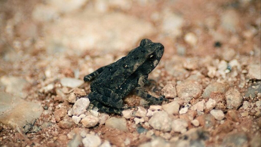 coc vao nha la diem bao 1 1692636949 1