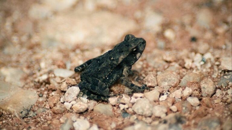 coc vao nha la diem bao 1 1692636949 1