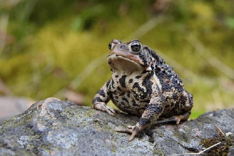 coc vao nha la diem bao 10 1692637043