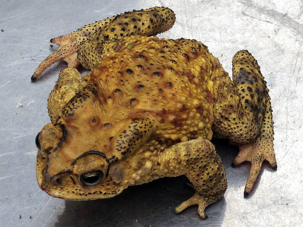 coc vao nha la diem bao 5 1692636992