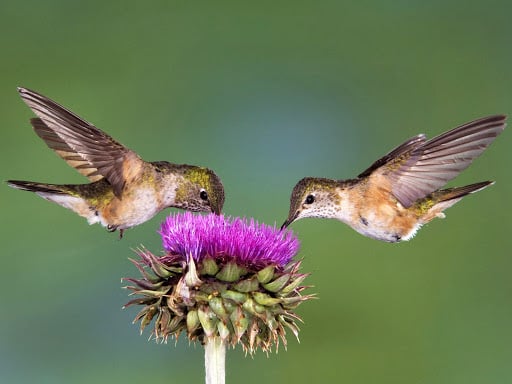 Đã giết hại sinh vật nay phóng sinh có bù trừ hết tội không? 2