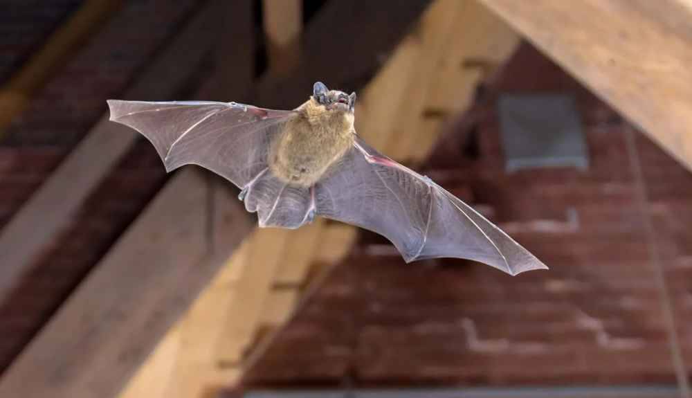 doi bay vao nha 3 1695362516