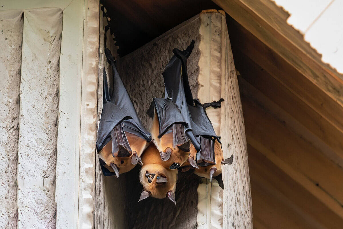 doi bay vao nha 6 1695362478