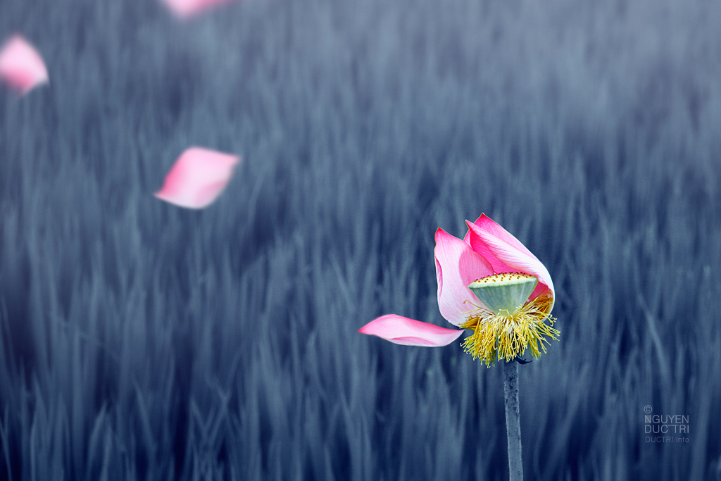 Sống chết vô thường 2