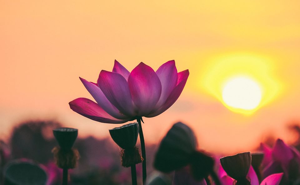 Tâm an vạn sự an, tâm động thì vạn sự loạn 1