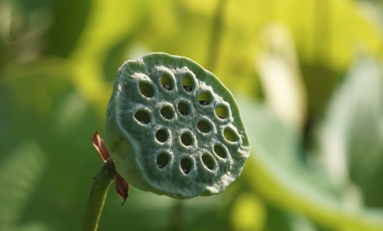 hat-giong-duoc-bao-boc-1-768x464-0915-1014 Hoà thượng Thích Thánh Nghiêm giảng về Mật Pháp 2