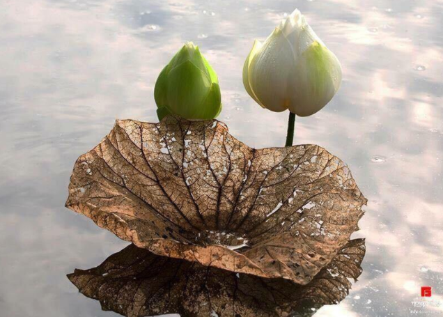 Hiền lành nhưng phải kiên định 1