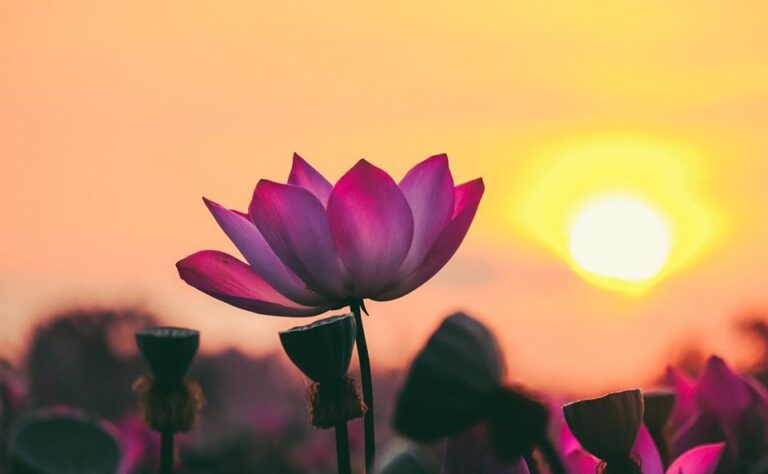 Bình tâm cuộc sống và tìm kiếm hạnh phúc đích thực 2 hoa sen 0101 1