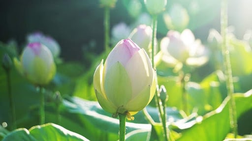 Hòa thượng Ấn Thuận: Bậc cao Tăng thời cận đại Phật giáo Trung Quốc 7