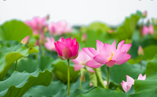 Kinh điềm lành tối thượng 3