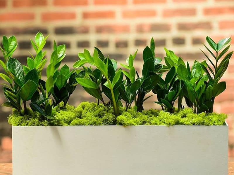 loai cay phong thuy nao hop tuoi binh than de kich hoat tai loc