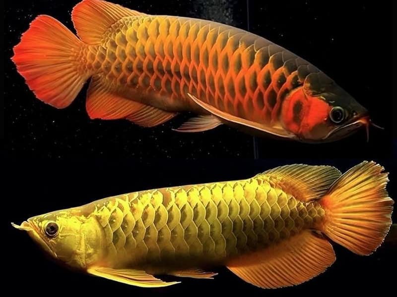 mau tuat menh moc co hop nuoi ca canh khong