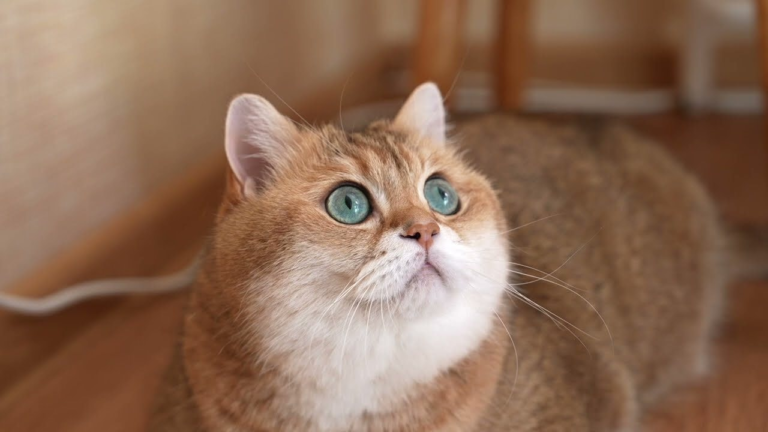 meo nhay va ngoi len ban tho bao hieu diem gi 0 1