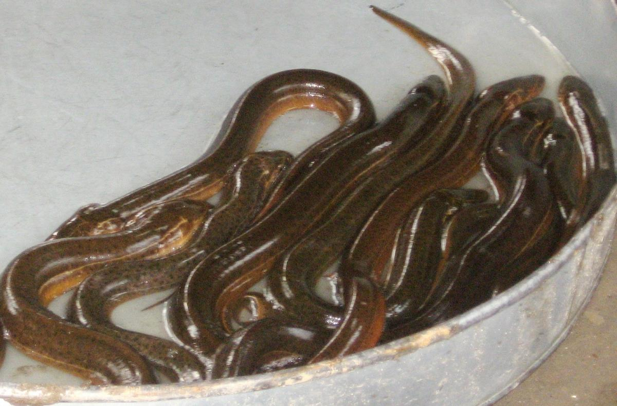 mo thay luon la diem bao gi tot hay