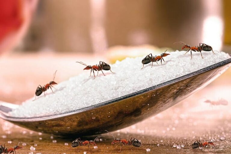 nam mo thay kien danh con gi giai ma chi tiet giac mo thay kien 0 1