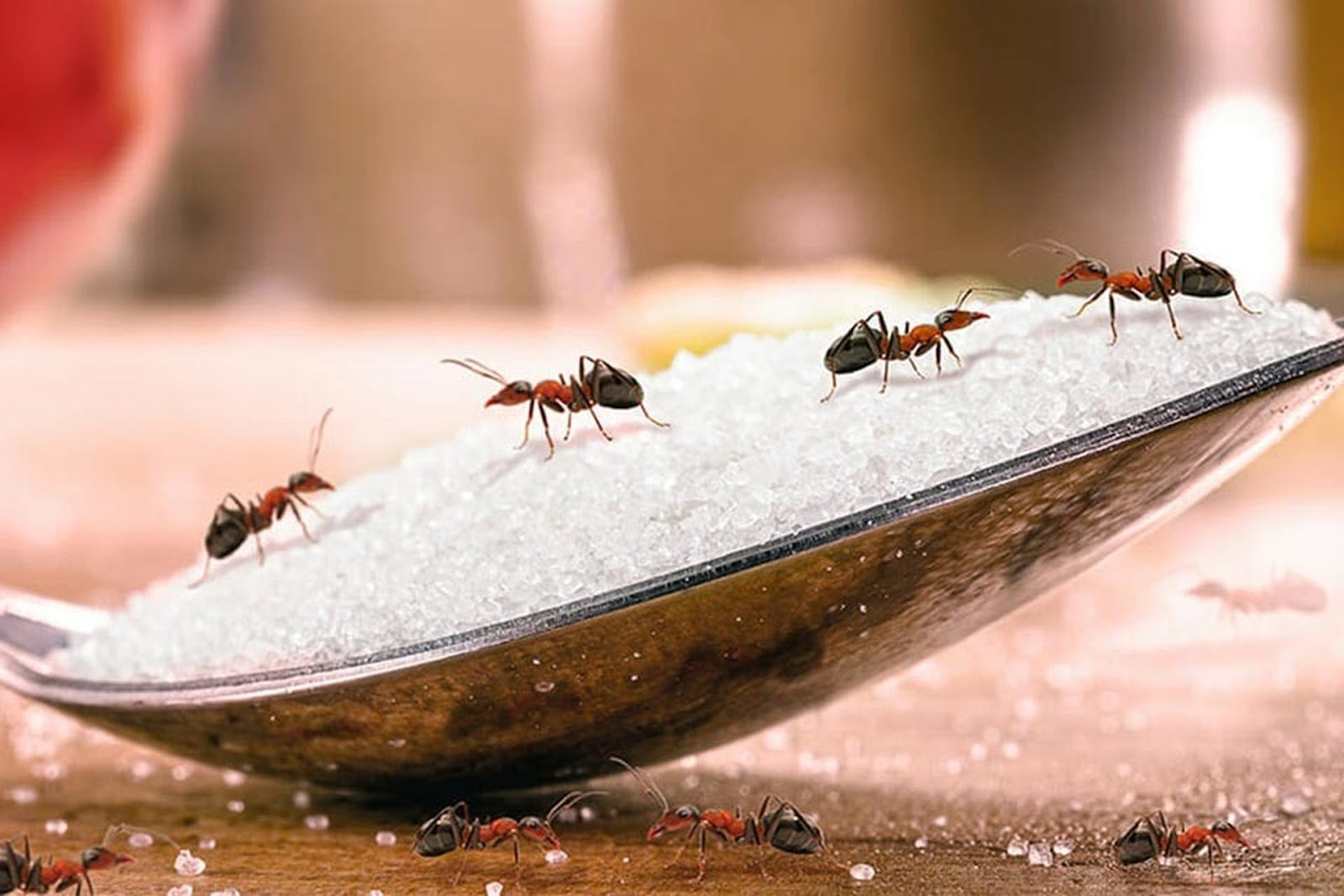 nam mo thay kien danh con gi giai ma chi tiet giac mo thay kien 0