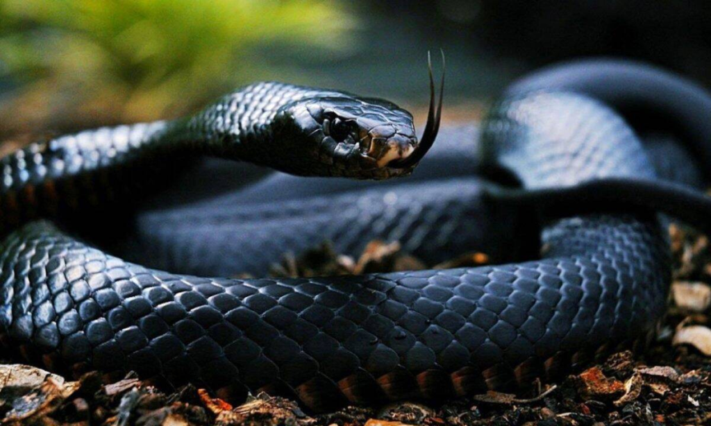 nam mo thay tran dau hieu tiem an va diem bao 0 1