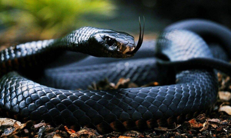 nam mo thay tran dau hieu tiem an va diem bao 0 1