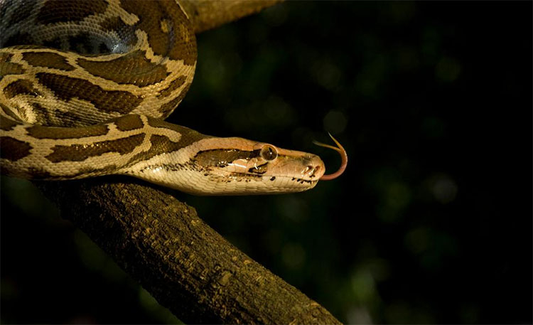 nam mo thay tran dau hieu tiem an va diem bao 3