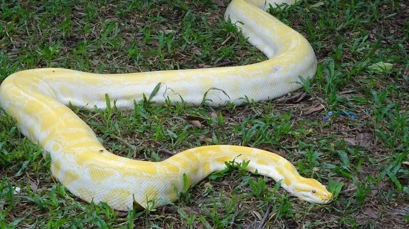 nam mo thay tran dau hieu tiem an va diem bao 4