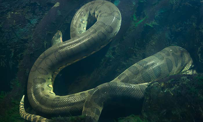 nam mo thay tran dau hieu tiem an va diem bao 5