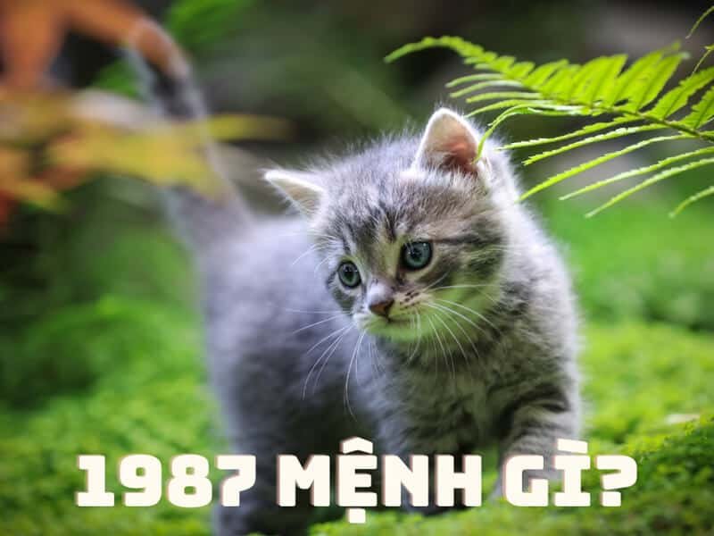 nguoi sinh nam 1987 thuoc menh gi trong ngu hanh 1