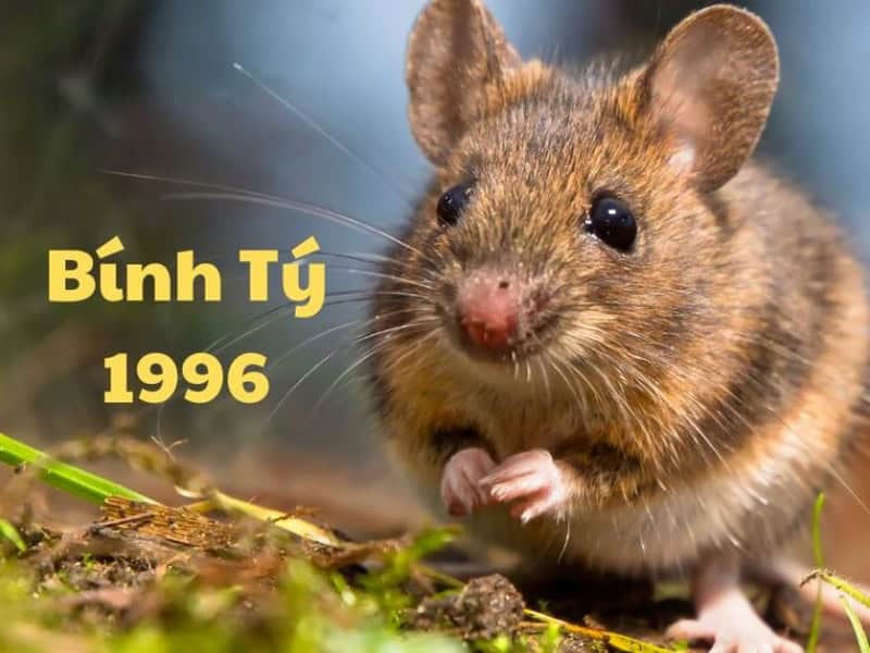 nhan dinh van trinh tong the tron doi cua nam nu 1996 co gi noi bat