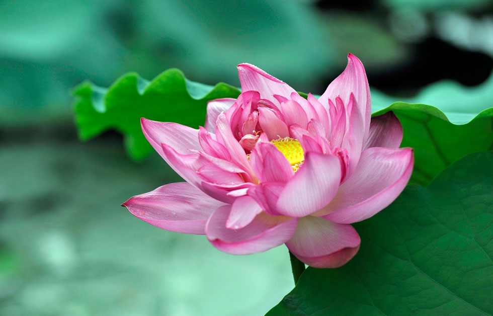 Nhân duyên của việc sống lâu và chết yểu 2