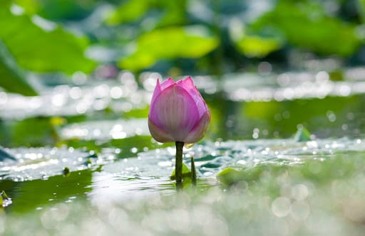 Thế nào là nhất thiết duy tâm tạo? 1