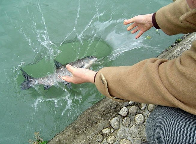 Công đức phóng sinh: trừ đại họa, khỏi bệnh nặng, có phúc báo lớn 4