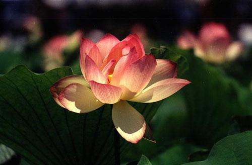 Ý nghĩa uốn lưỡi bảy lần trước khi nói 2