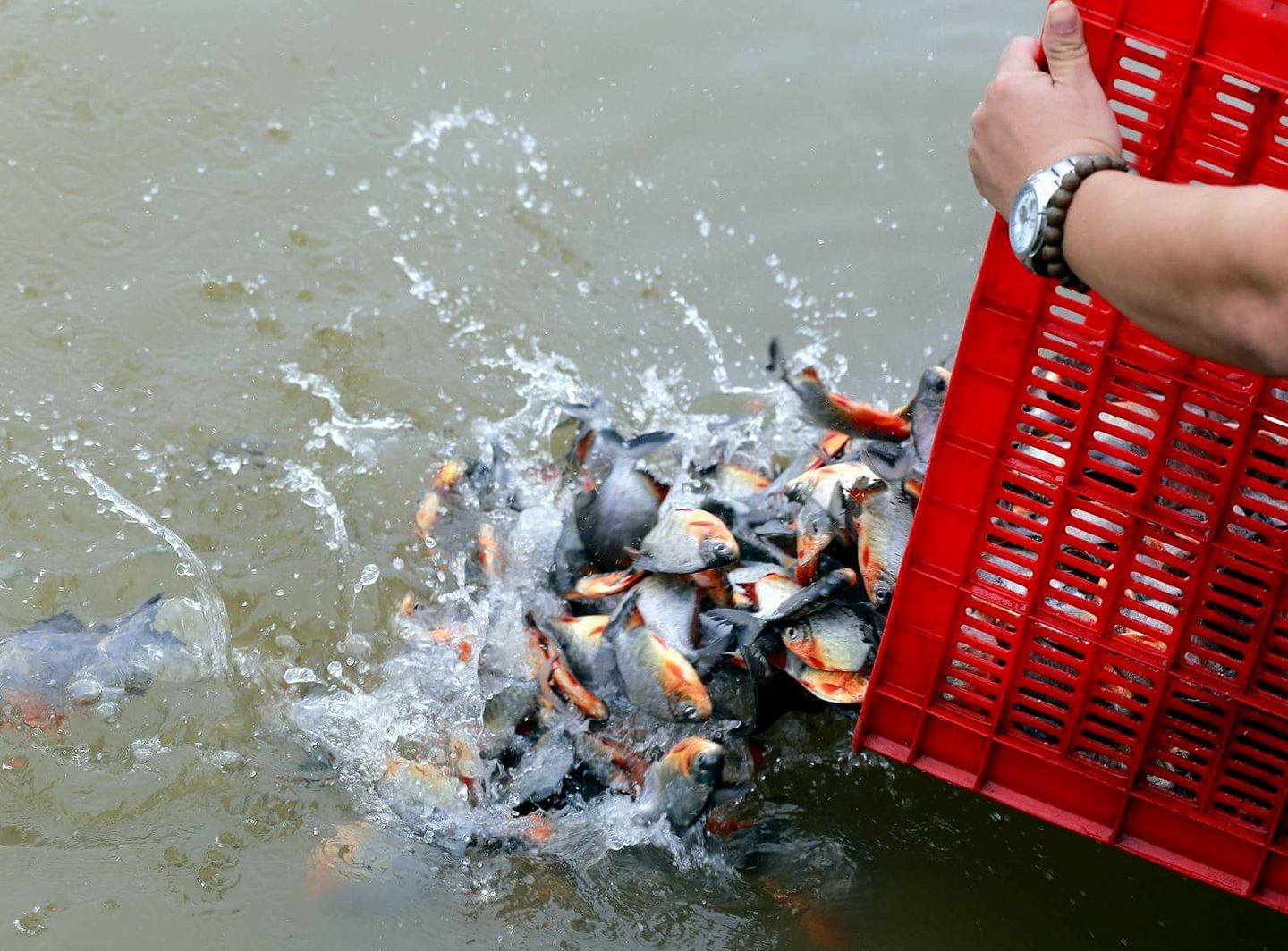 Rằm tháng Giêng cúng phóng sinh như thế nào để tạo phúc? 3