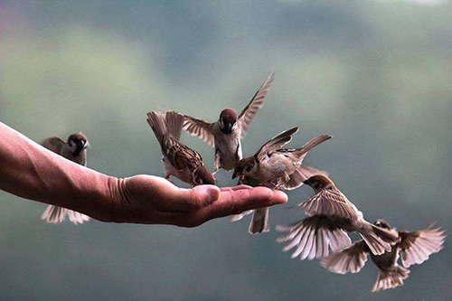 Công đức phóng sinh: trừ đại họa, khỏi bệnh nặng, có phúc báo lớn 2