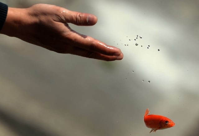 Phóng sinh ngày Rằm tháng Giêng thế nào cho đúng? 2