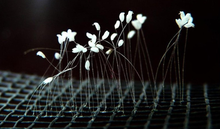 Bàn về hoa ưu đàm 1