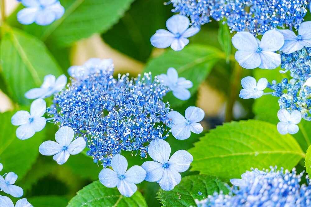 showy flowers 2200 1