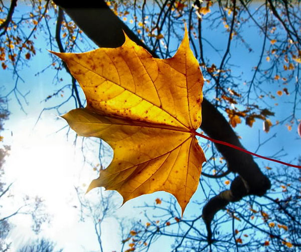 Lời dạy của Thiền sư Ajahn Chah: