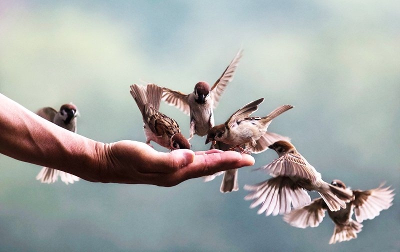 Khi lương thiện là một sự lựa chọn 2