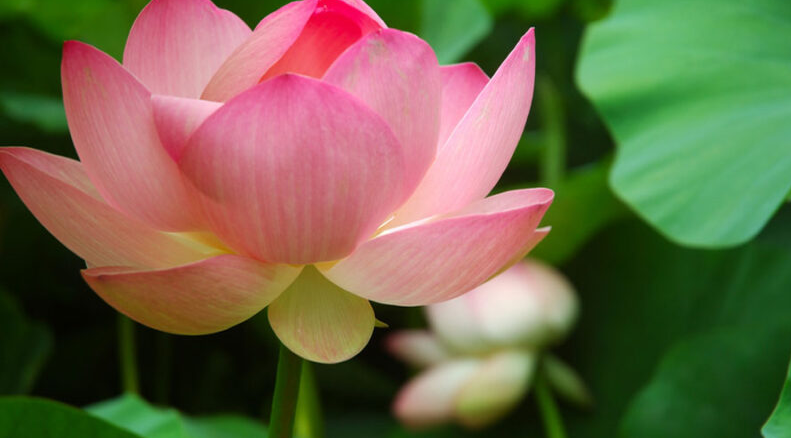 Tác hại của ngũ dục đối với người Phật tử 2